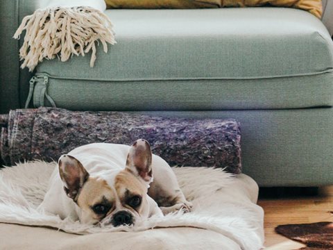 A Franklin Tower resident pet dog relaxing